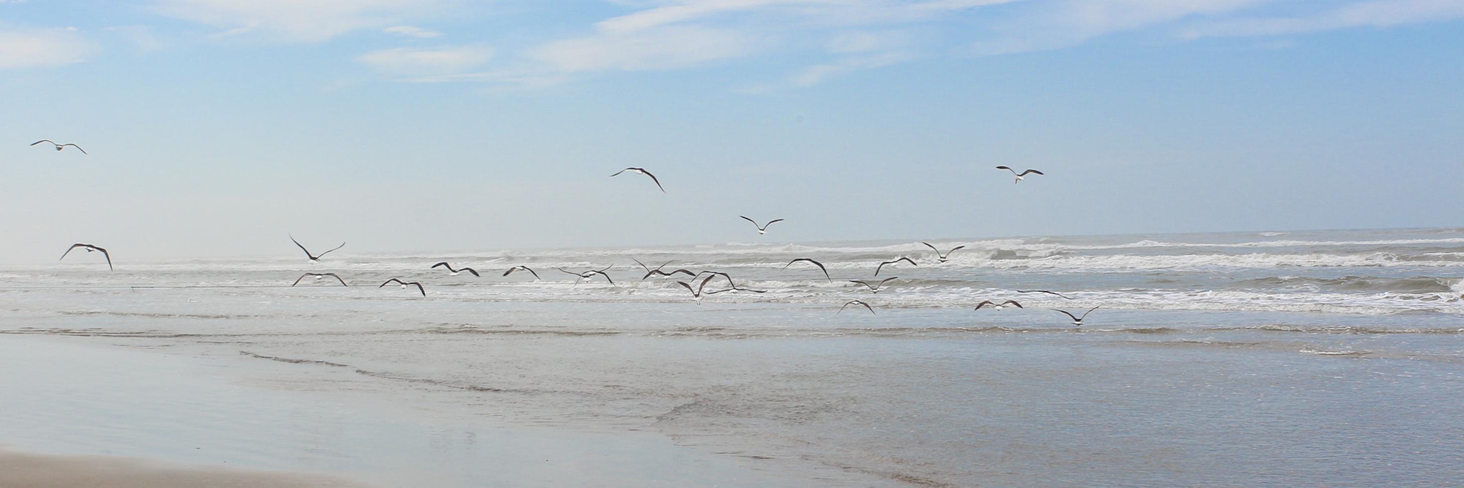 Guilherme Scherer banner