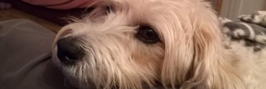 LydiaGibbons1's profile banner image