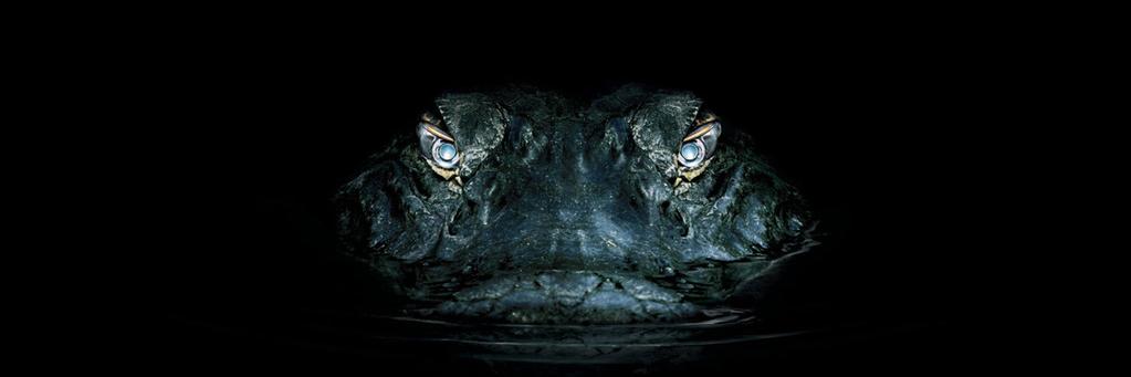 domonogenesis's profile banner image