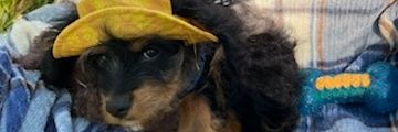 SneeryLife's profile banner image