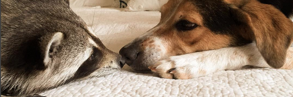 Pumpkin The Raccoon banner