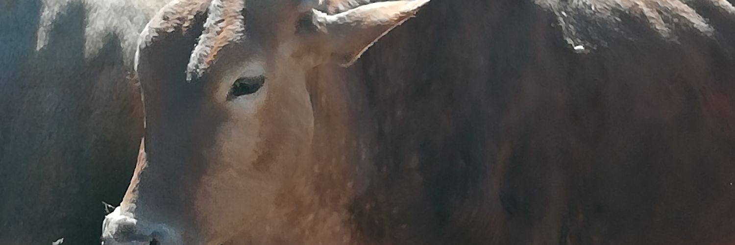 justice_shava's profile banner image