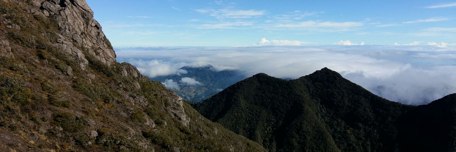 Alida Spadafora banner