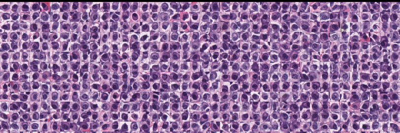 Pathology Tweets Collection banner