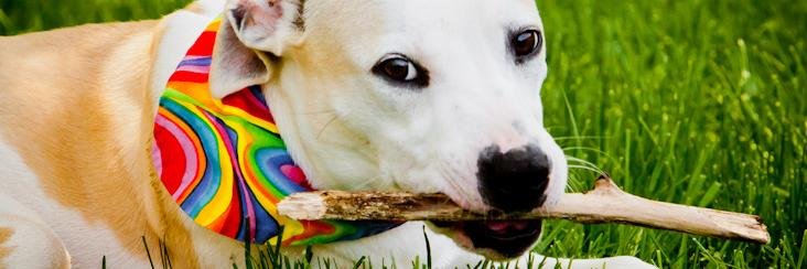 CVHumane's profile banner image