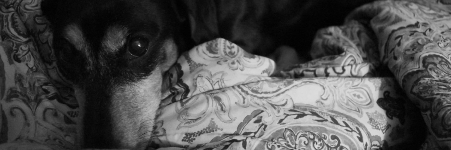 Stephanie Cruz banner