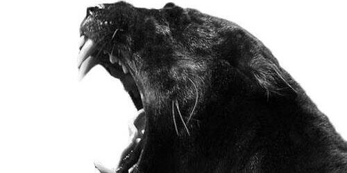 TheSnowPanther's profile banner image