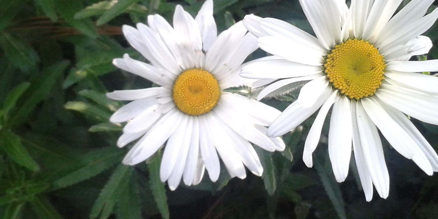 SindyMarisool's profile banner image