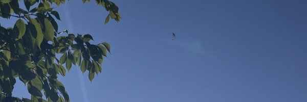 P1Daisy Profile Banner