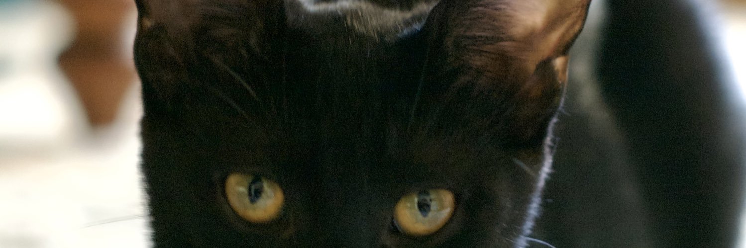 AllysonMonahan's profile banner image