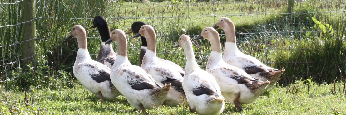 Camddwrpoultry's profile banner image