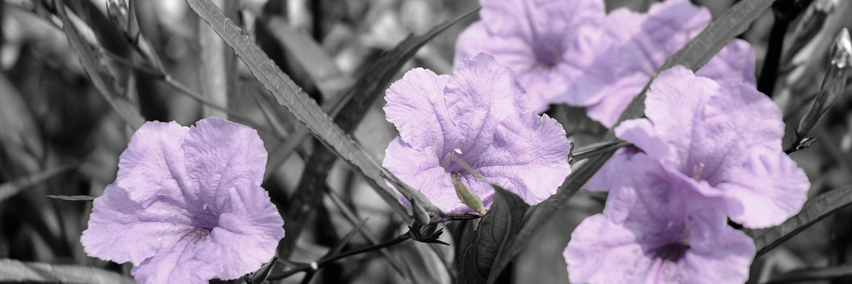 LilSis279's profile banner image