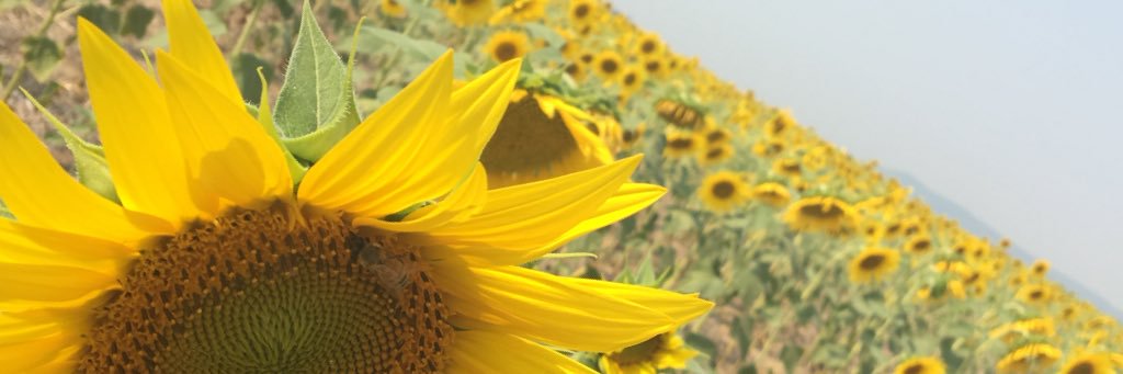tdixon_3's profile banner image