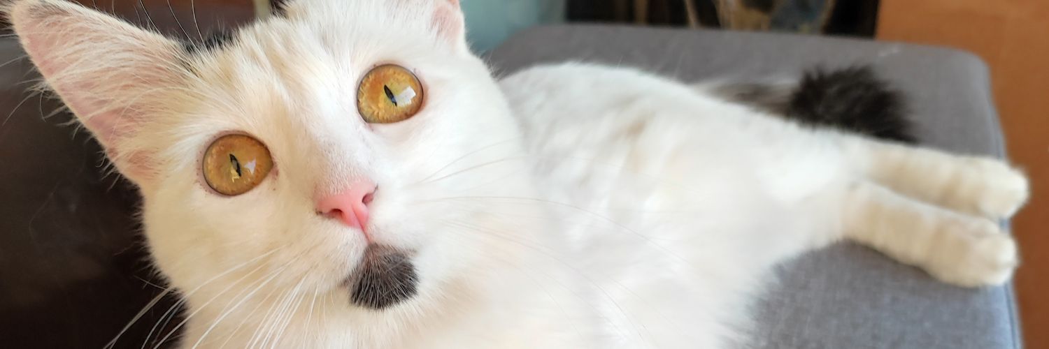 ॐ🍂😺Jo & Gatar😺🍂ॐ banner