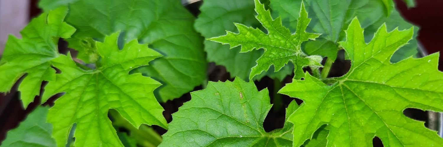 Stay Home Mom banner