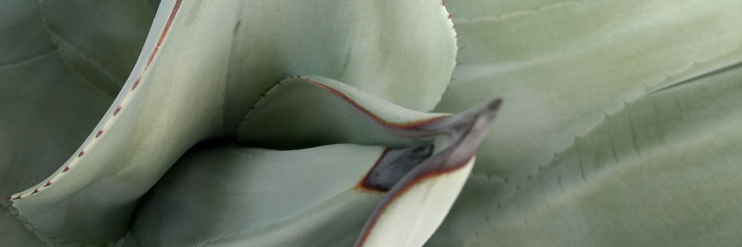 Ana 💚💛💚💛💚 🇧🇷🇺🇸🇮🇱 banner