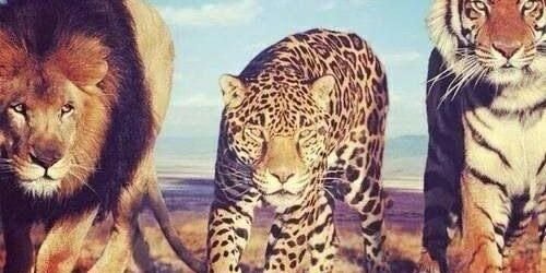 EdaZop's profile banner image