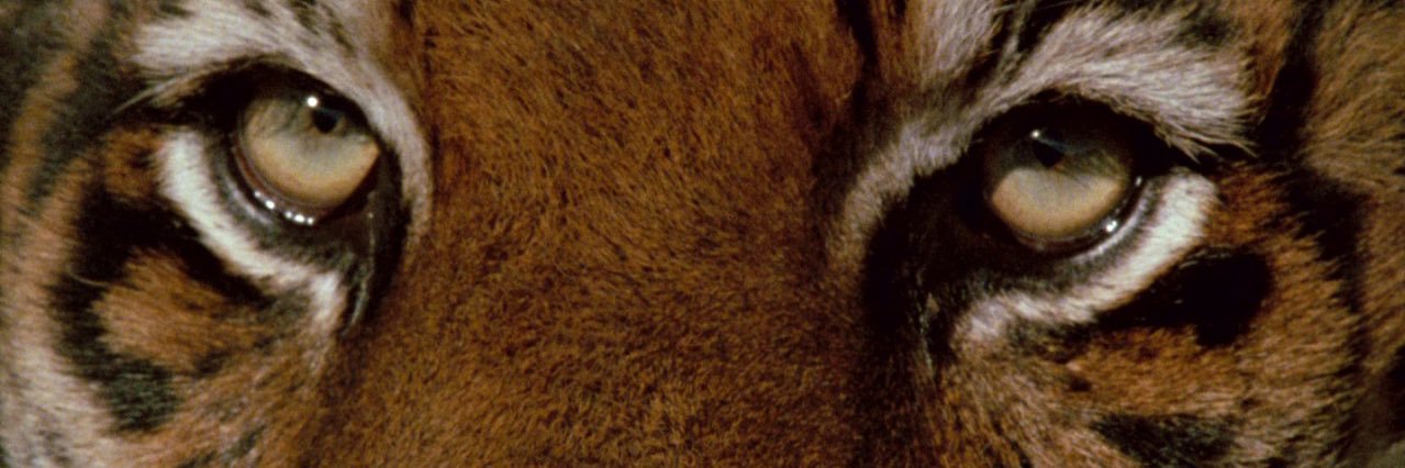 DK_Roberts's profile banner image