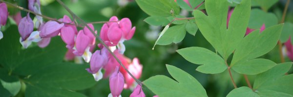 ColleenHeckman Profile Banner
