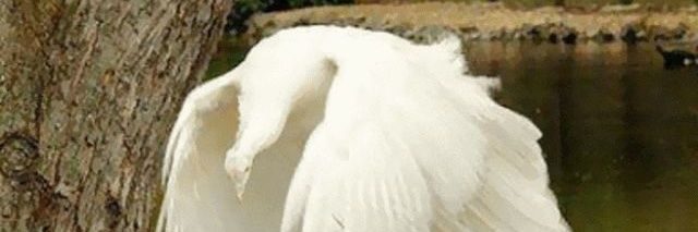 ChagnonPierre's profile banner image