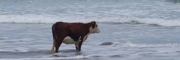 goodtakesLLC Profile Banner