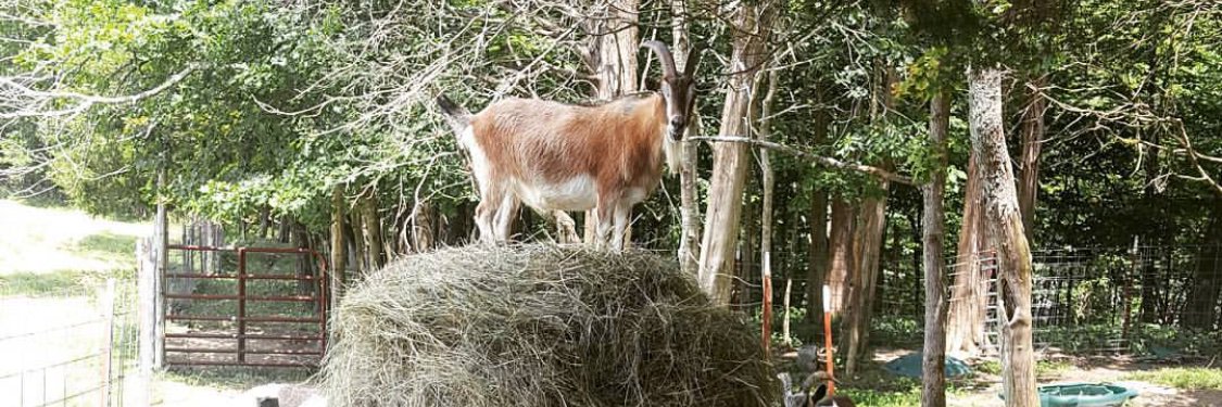 TrailerGoats's profile banner image