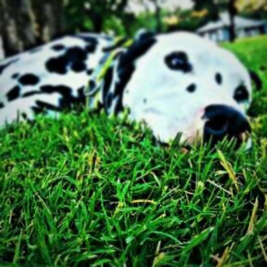 SPARMAN87's profile banner image