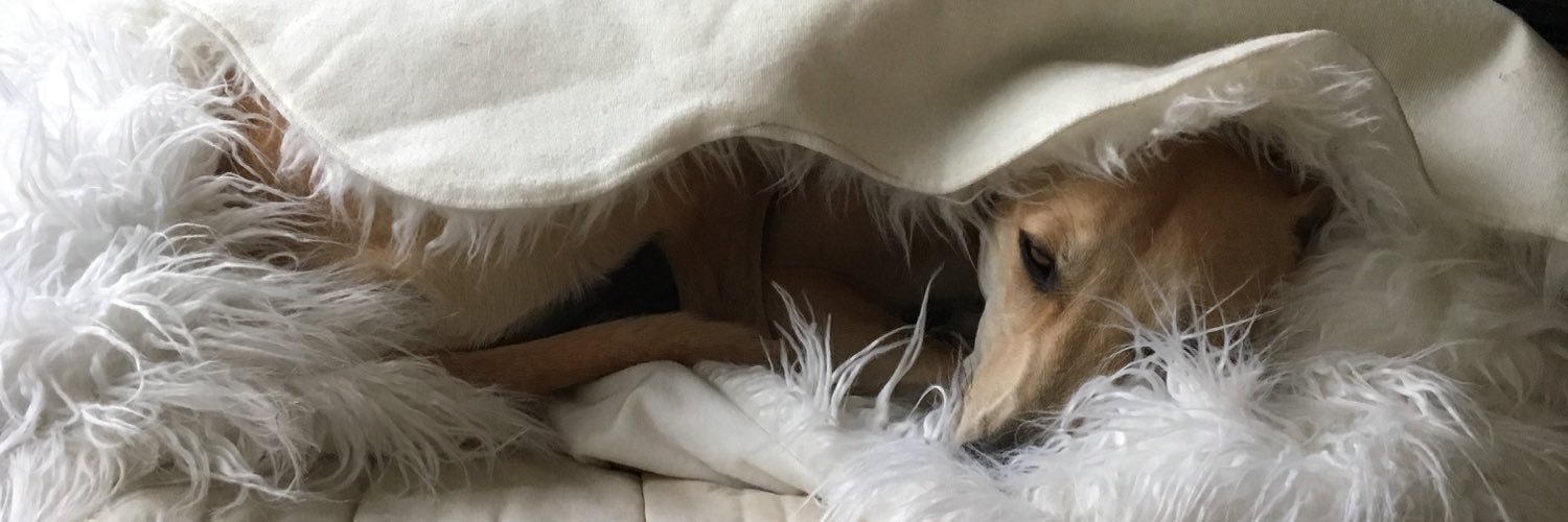 LollyLurcher's profile banner image