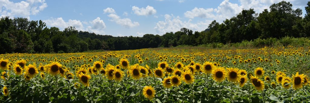KristenFreeman1's profile banner image