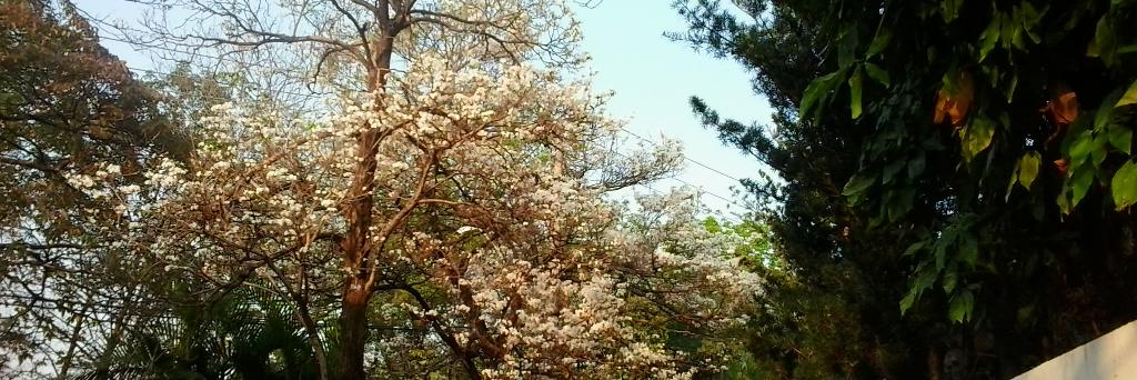 Cilane Assad Souza 🇧🇷 banner