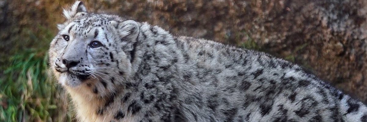 Evan Cwiertny banner