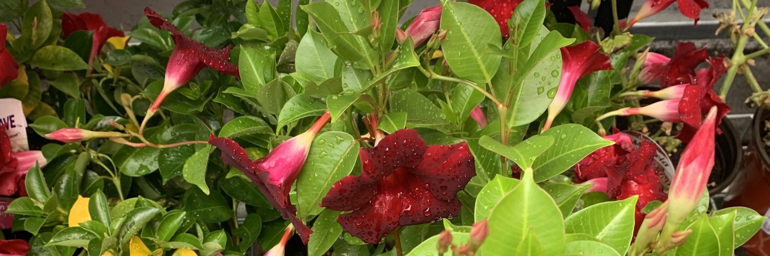 Robbie banner