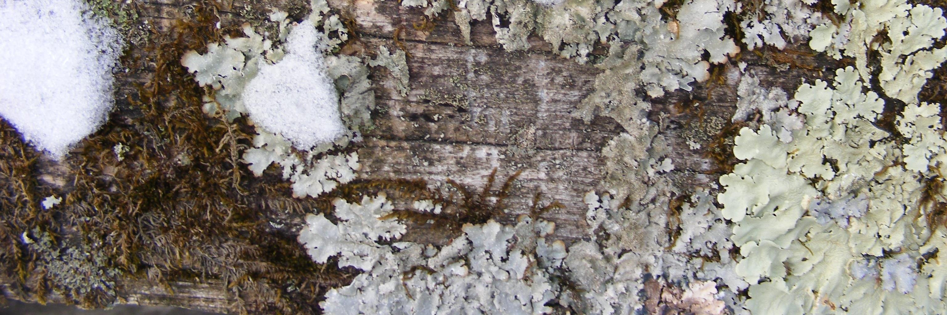 York County Parks banner