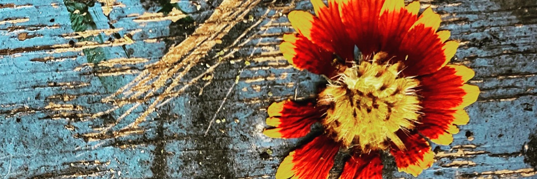 AlisonmLawrence's profile banner image