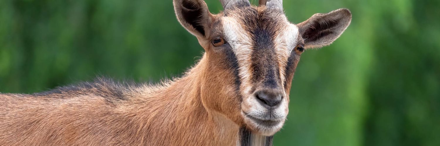 Guevara 🇿🇼 banner