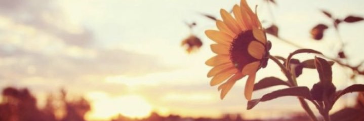 SunflowerSol22's profile banner image