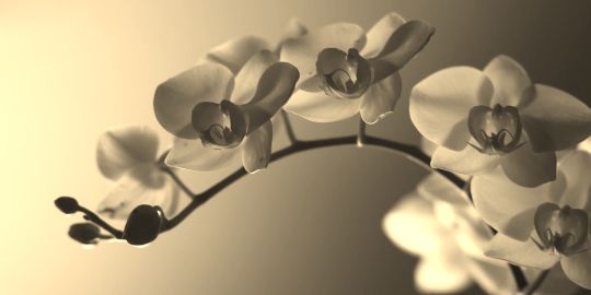 Shellhyphenbee's profile banner image