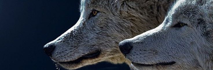 ycrey's profile banner image