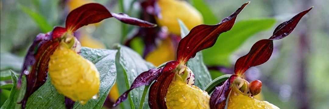 Ángel Fernández banner