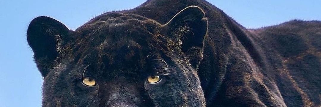 donmacankumbang's profile banner image