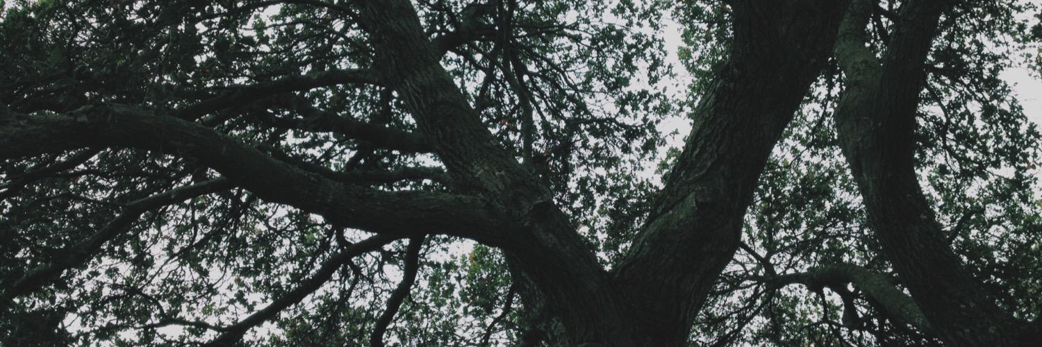 shaanlu's profile banner image