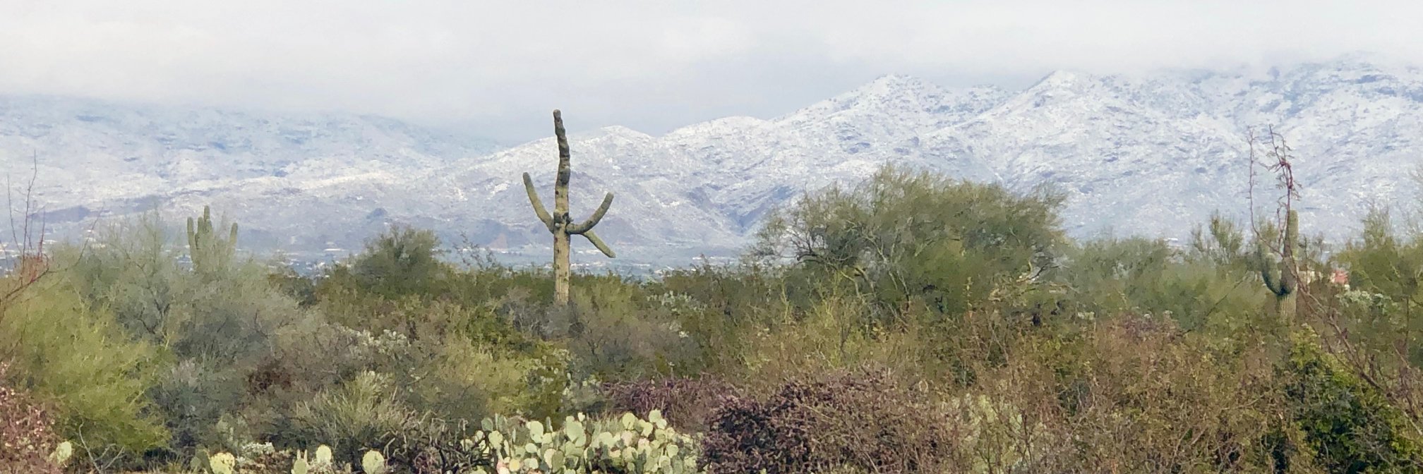 Darlynn Rojo-Wissar, PhD, MPH banner