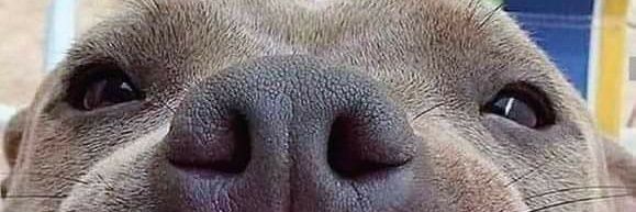 Drew Douris-O'Hara banner