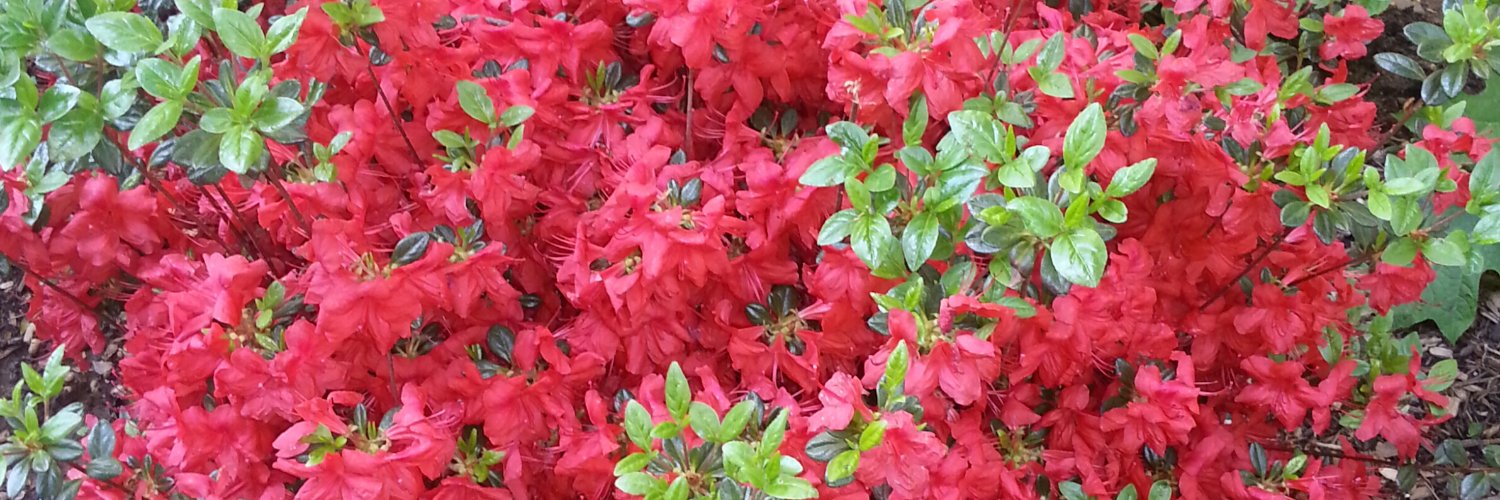 msdixonhomework's profile banner image