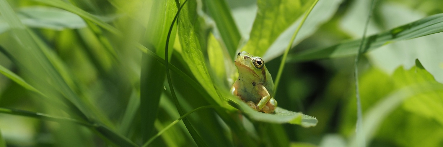 NinaのYUMA ODA banner