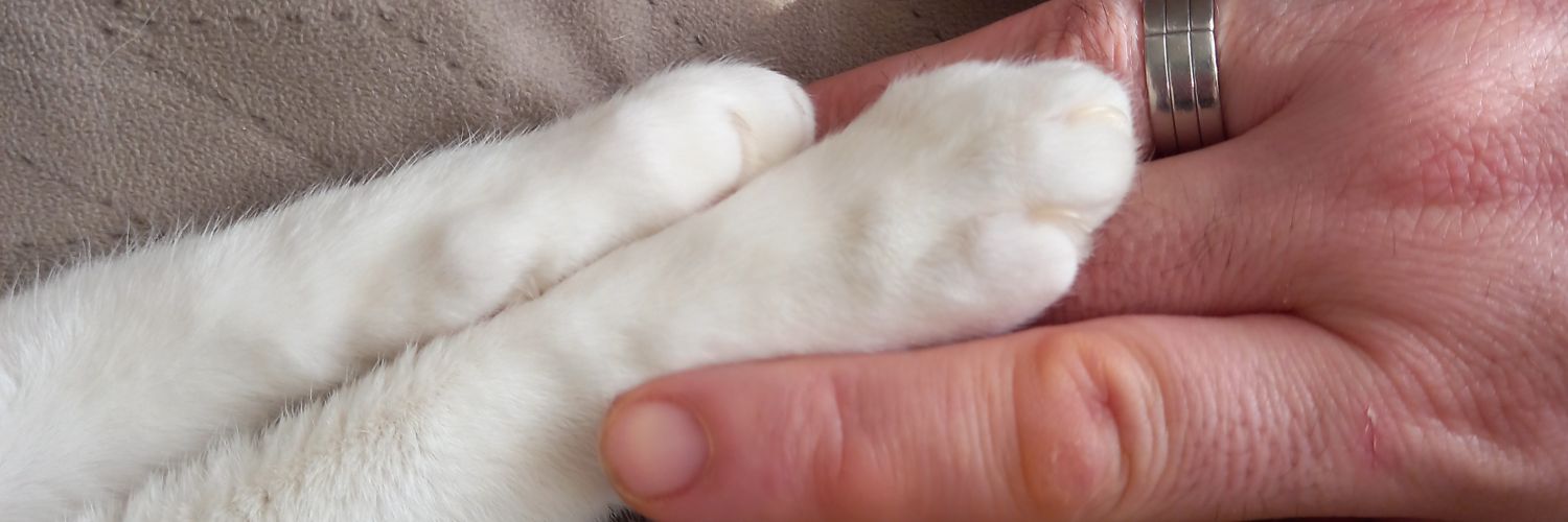 Chocolatine en chaussettes 🌈 🐾 banner