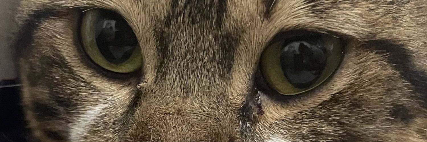Muttimmoes's profile banner image