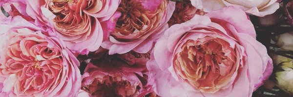 EverythingAli_ Profile Banner