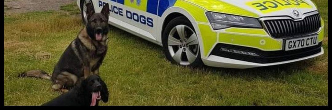 Surrey & Sussex Dogs banner