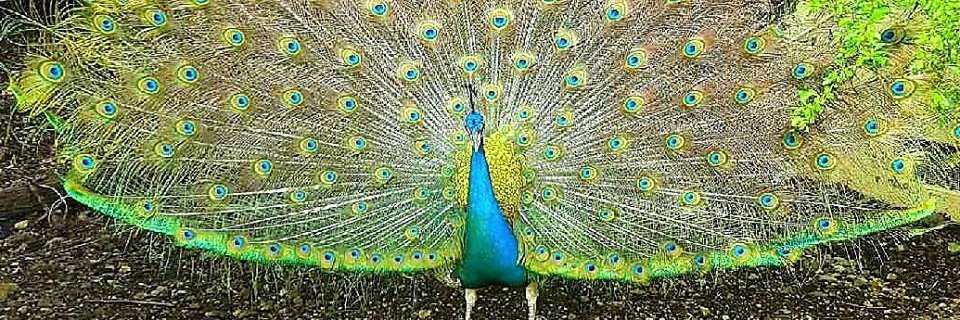 Rad the Peacock banner
